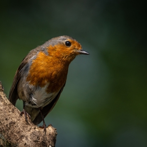 Redwell   15 06 2020   D500   Les 420.jpg